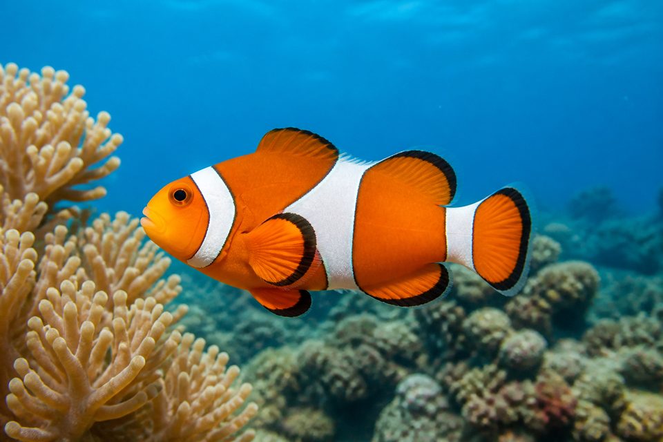 Illustrative example photo of an orange clownfish near coral