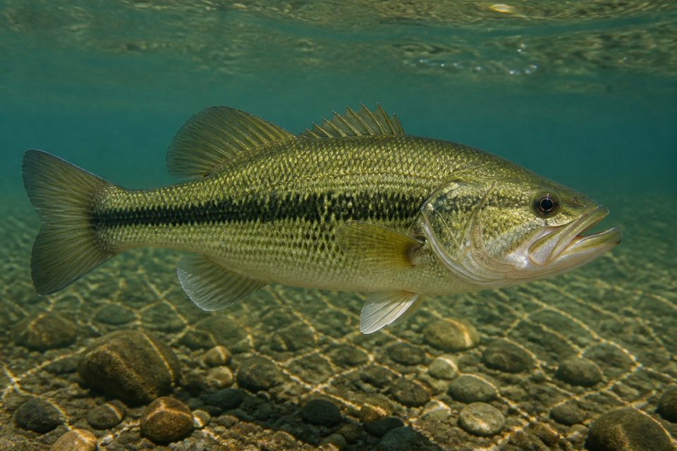 Illustrative example photo of a largemouth bass in clear freshwater